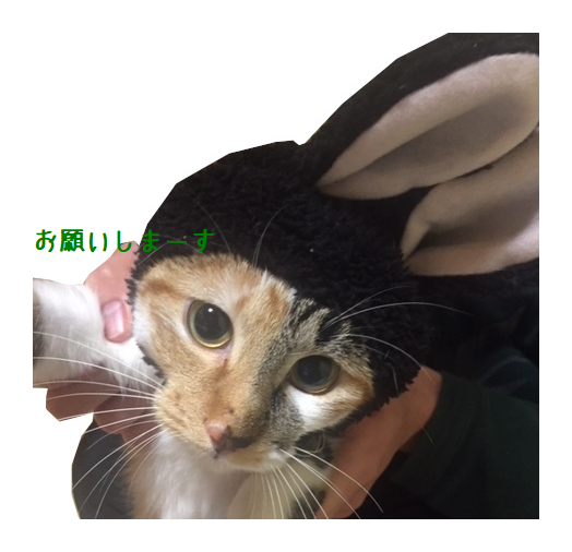 screenshot_20181225_014821.png